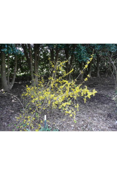 Ландшафтний дизайн з Форзицією ’Kumson’